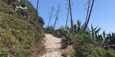 View, looking upwards, of arid trail heading between greenery toward blue sky