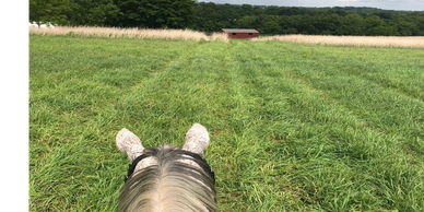 View of recently mowed grass field from between a horse's ears
