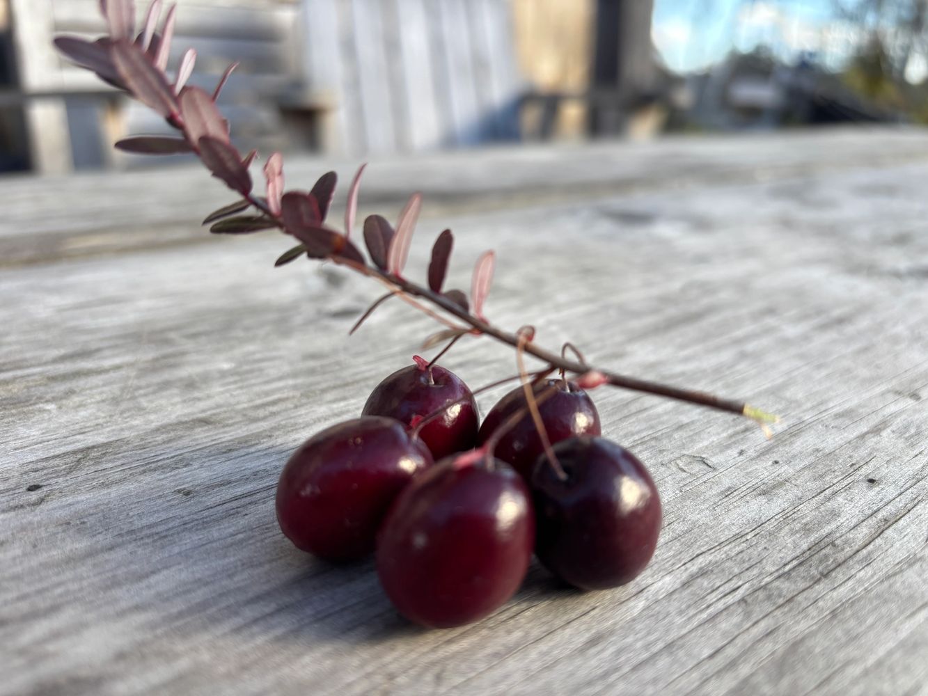 The first crop of cranberries at Buckminster Farm