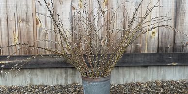 Pussy Willow