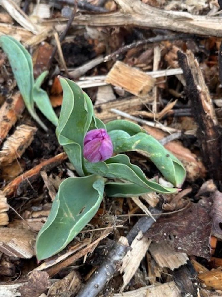 The first spring tulip at Buckminster Farm