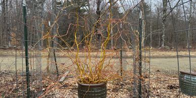 Curly Willow