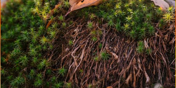 Juniper roots grounding into the earth
