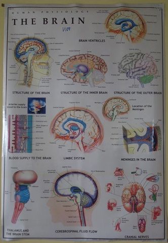 The Brain Chart - V109