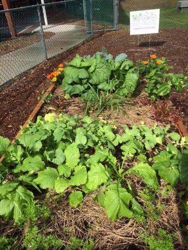 growing a garden at a daycare center