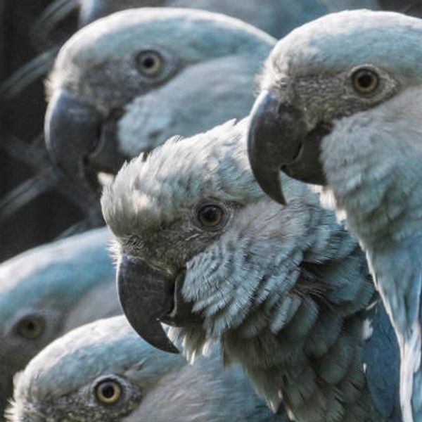 The Spix’s Blue Macaw shines with vibrant blue feathers, a rare beauty among macaws