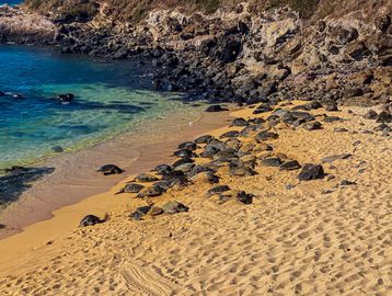 Top Maui Beach with Local Sea Turtles and  Red sand beaches.