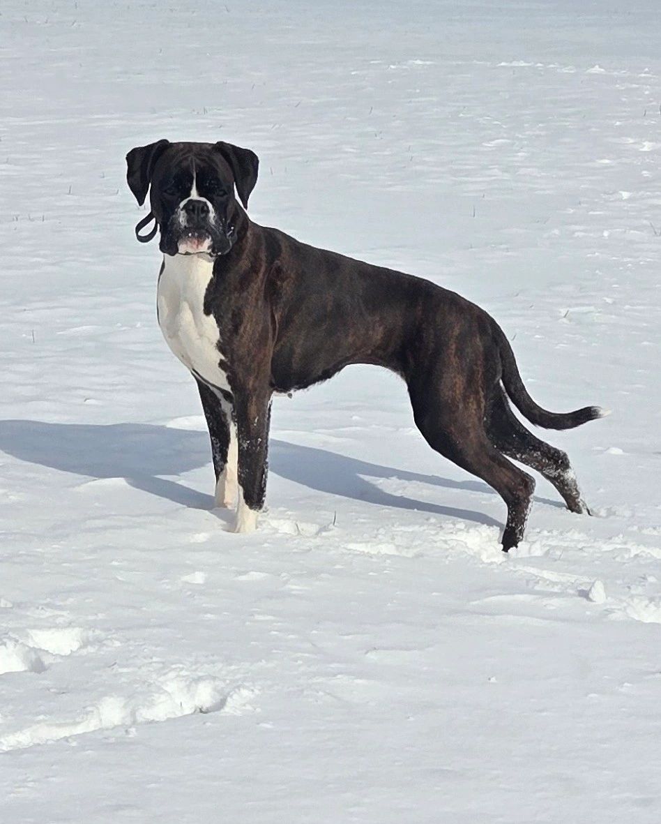 Fallon is a super sweet girl that loves to be with her family. High toy drive and loves to play. Her