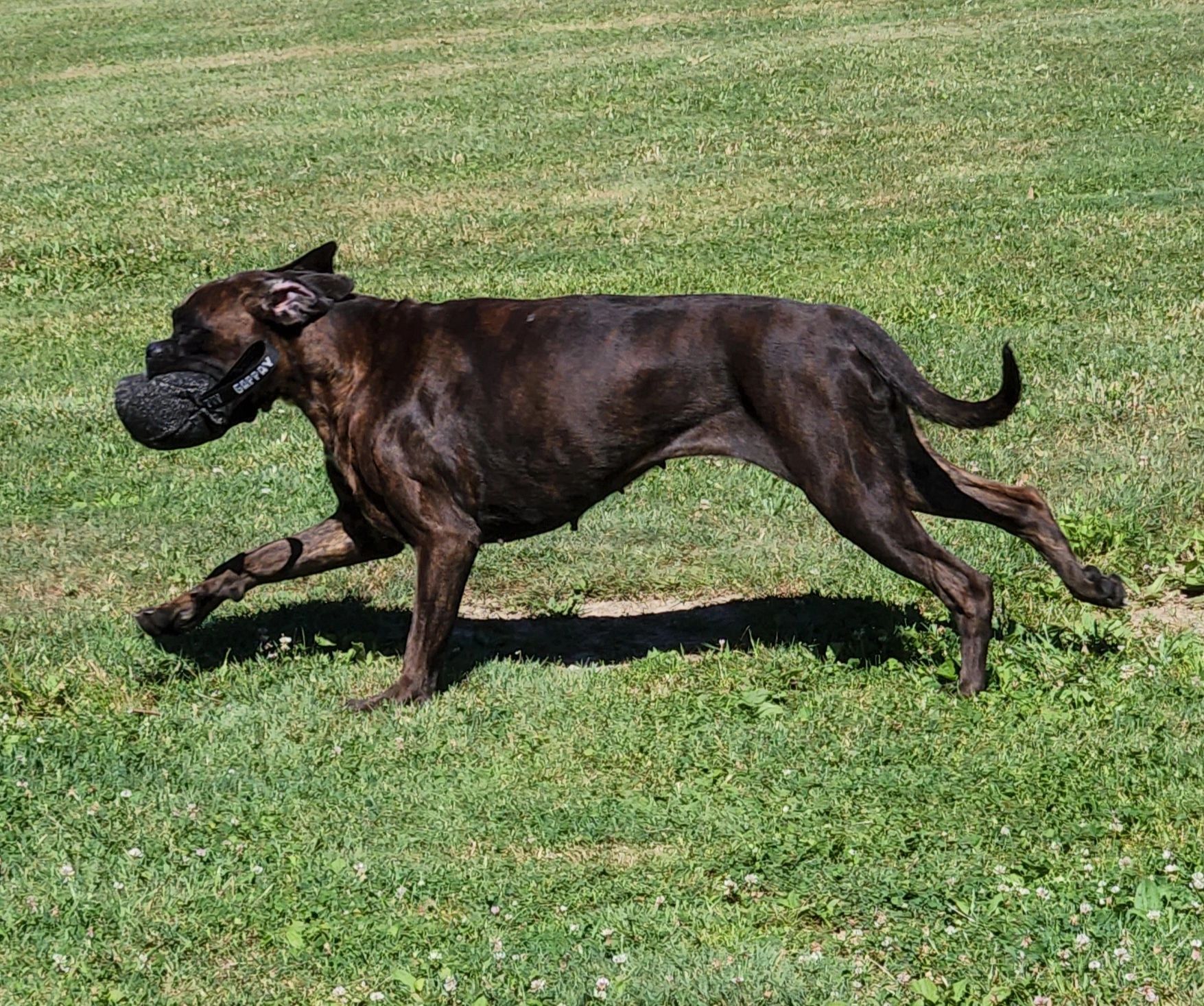 Z is a wonderful sweet girl that brings great temperament and super conformation to our kennel.  She