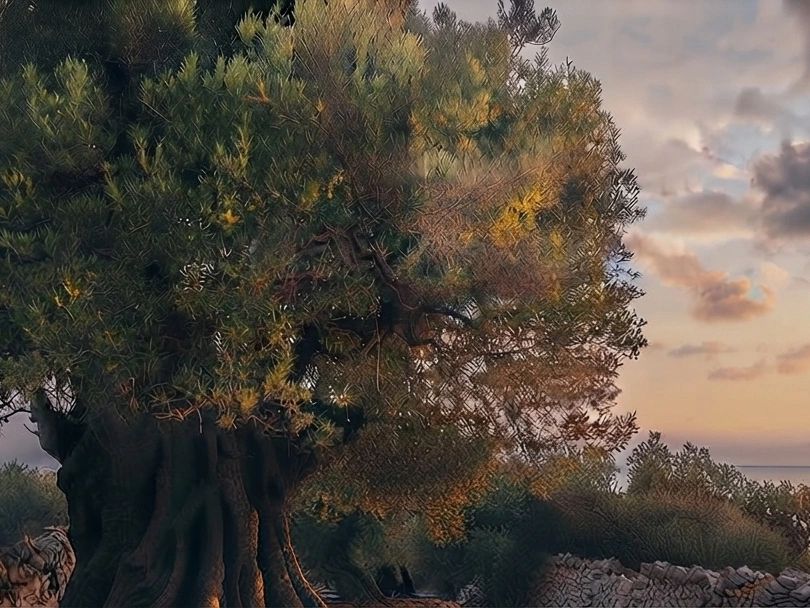 Large old tree glowing in golden sunset light.
