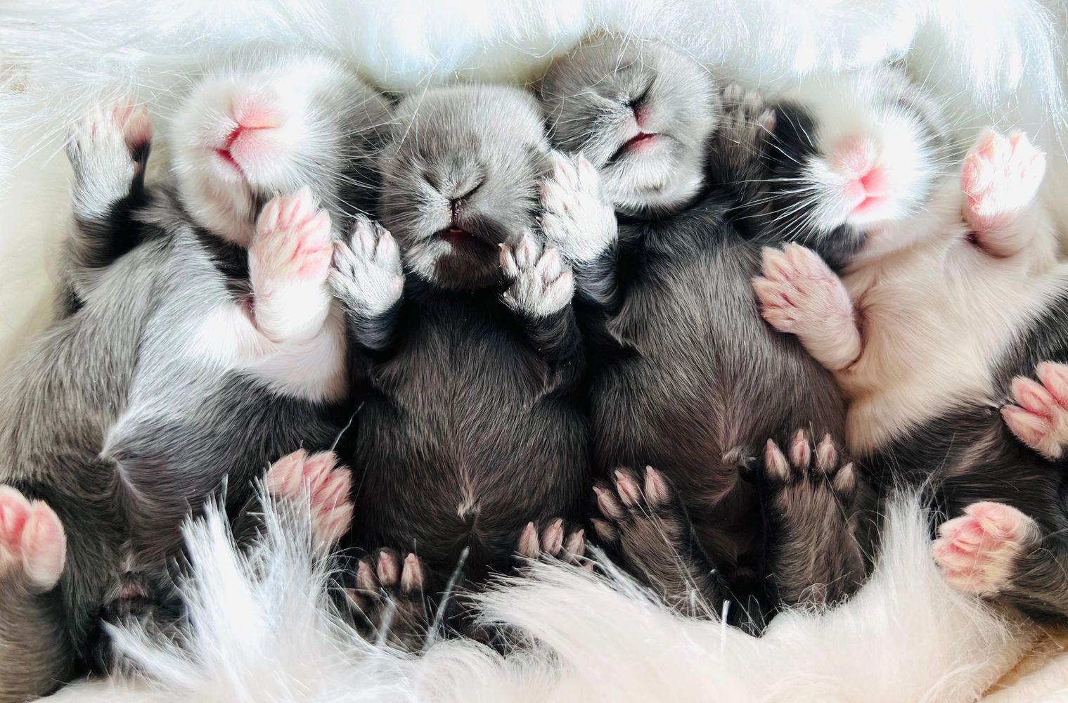 Blue Lily Lops Holland Lop Bunny Breeding