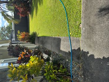 A sunny backyard with colorful plants and a blue garden hose.