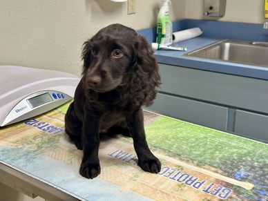 Boykin Spaniel, health check up (Ranger's Layla)