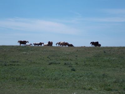 Horses on our farm are on the top of the world.  Often referred to as horse heaven!