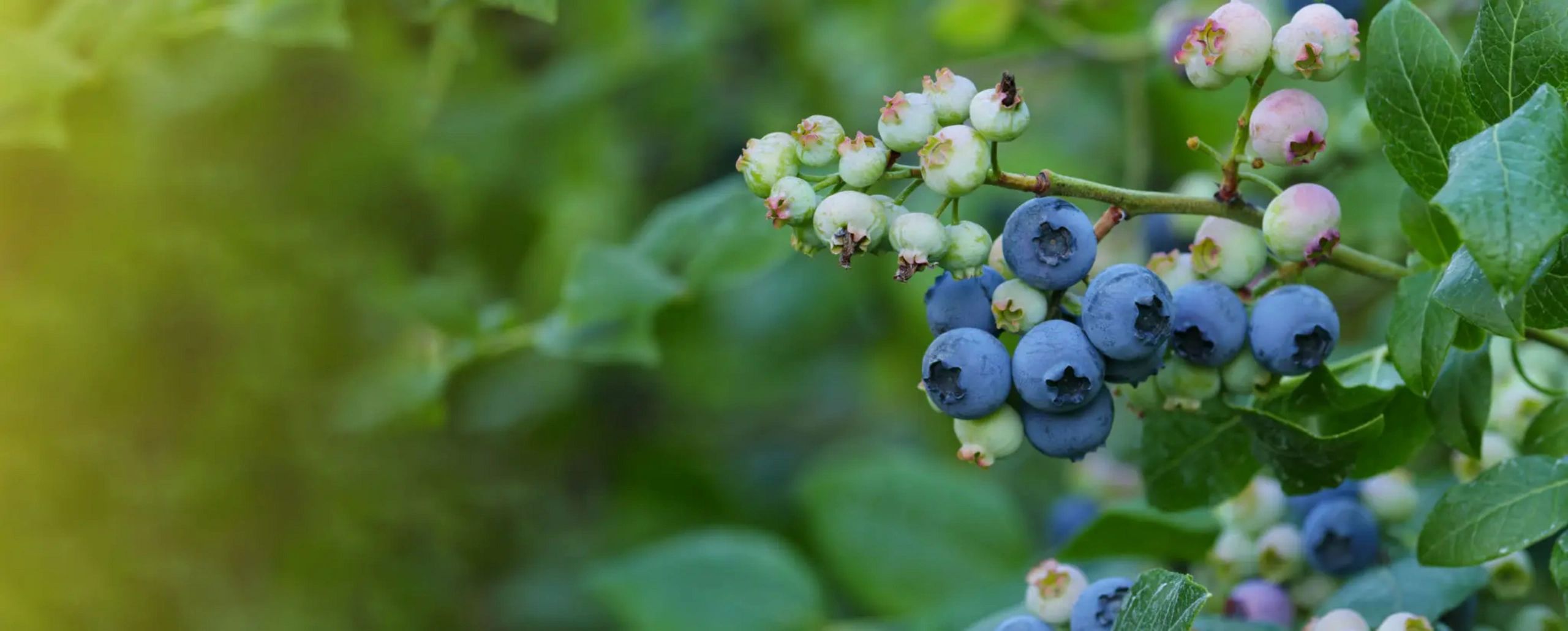 Eenigenburg's Blueberries - U-Pick Blueberry Farm
