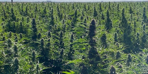 large cannabis field with densely packed, mature plants under a bright sky. 