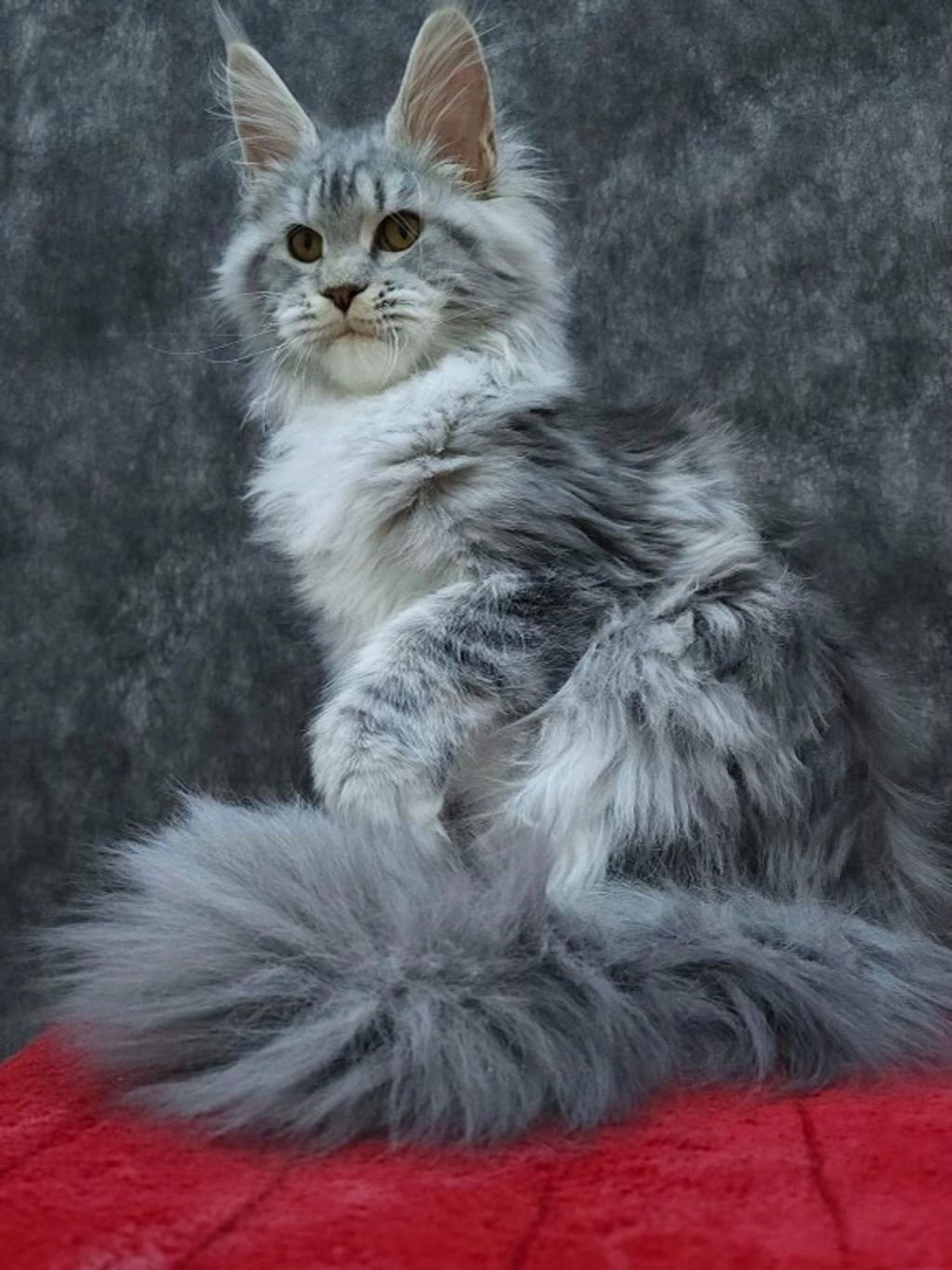 Queen Polly Grey…is a beautiful, white and gray blotched polydactyl. That’s right, she has 7 toes!! 