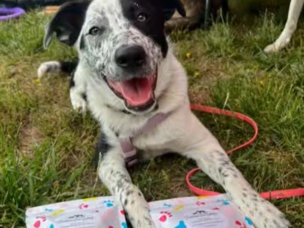 Happy black and white dog lying on grass with two colorful packages.