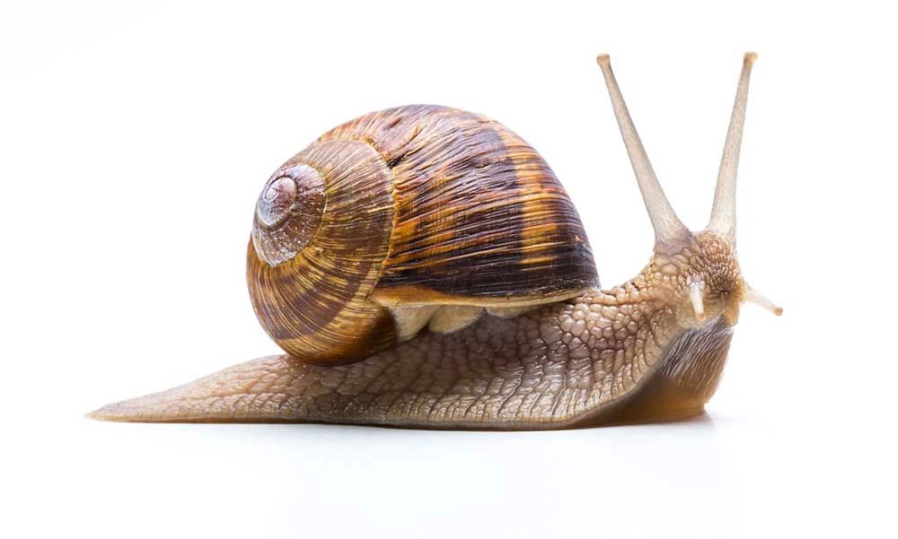 La fábula del caracol Cuentacuentos