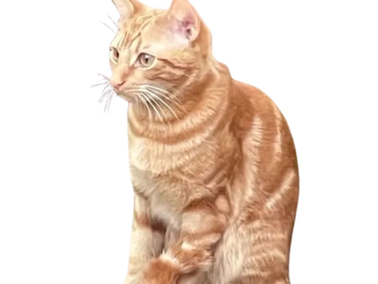 Orange tabby cat sitting and looking to the side.