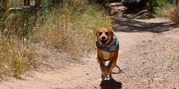 Outdoor photography of your pet