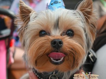 Happy Dolce at a birthday pawty!