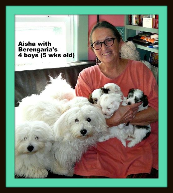 Coton De Tulear Puppies From Health Tested Parents Cedarwood Cotons