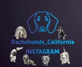 Dachshunds_California