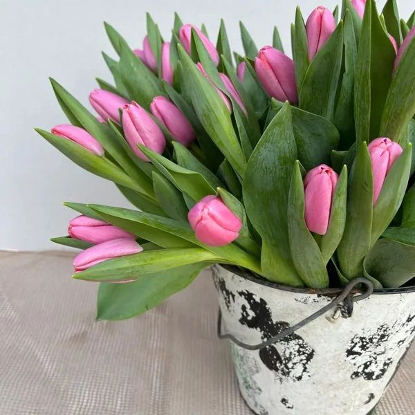 A bucket with pink tulips