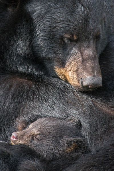 Adult bear snuggling with baby bear
