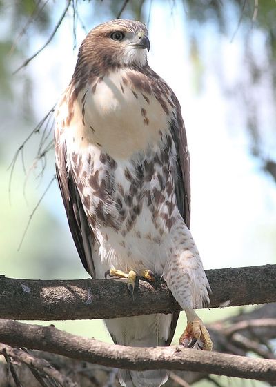 red-tailed hawk juvenile