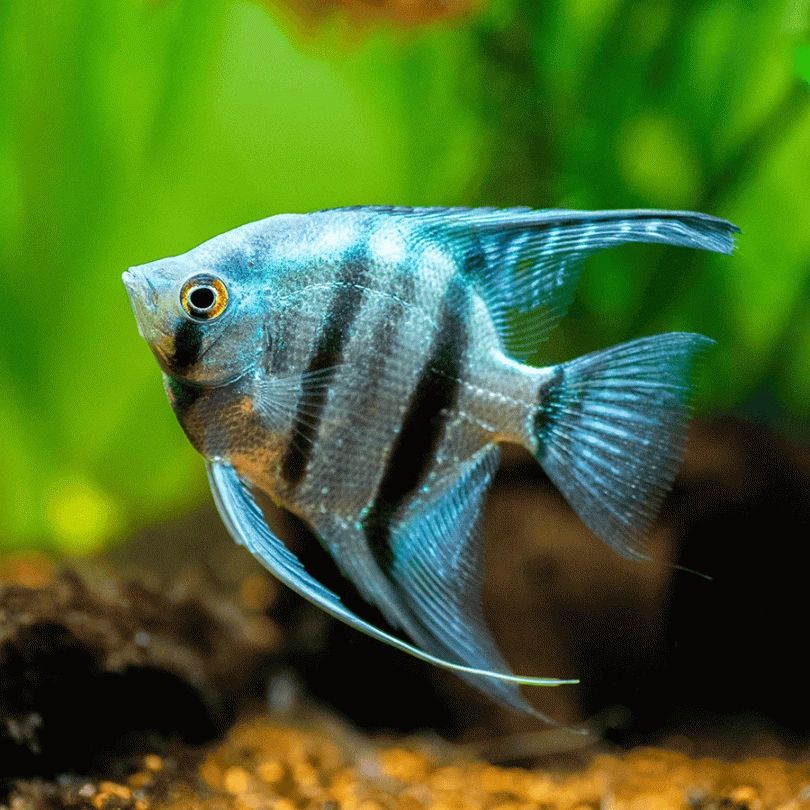 Angel Fish: Shamanic Traditions and Spiritual Enrichment