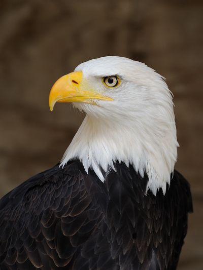 bald eagle up close