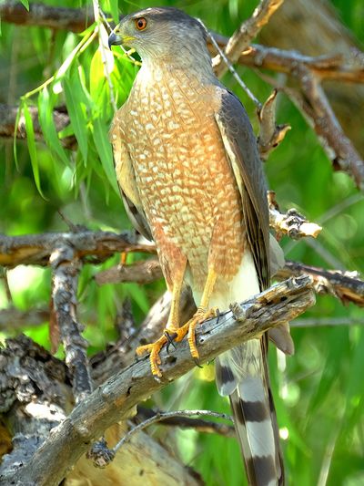 cooper's hawk perched alert