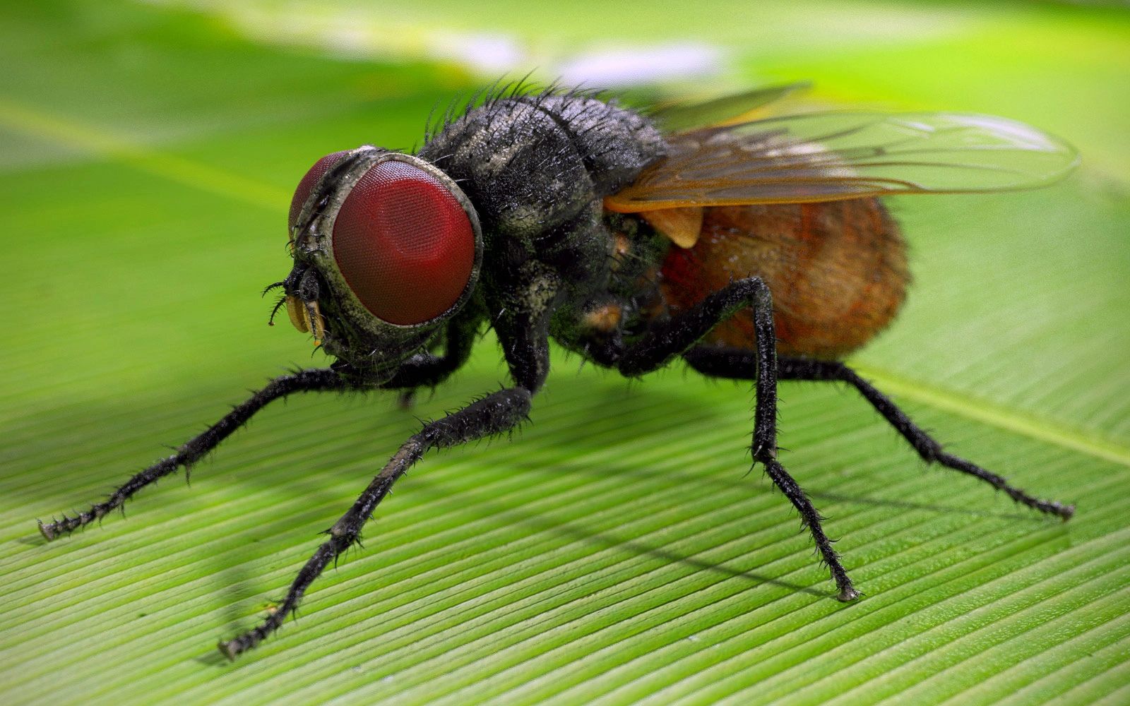 Fly: Spiritual Lessons in Persistence