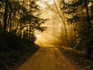 nature in gold