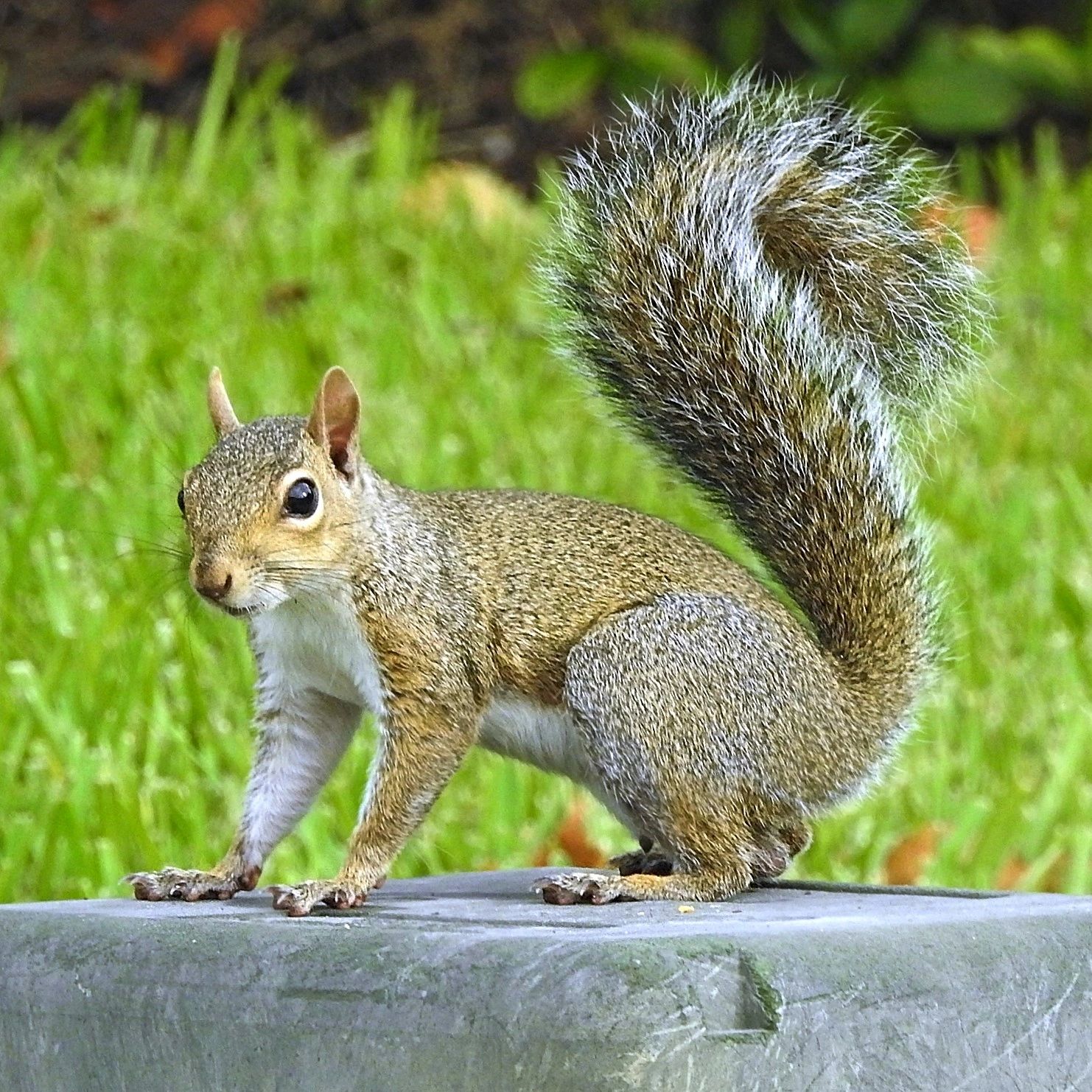 Squirrels: Embracing the Emotions of our Inner Child