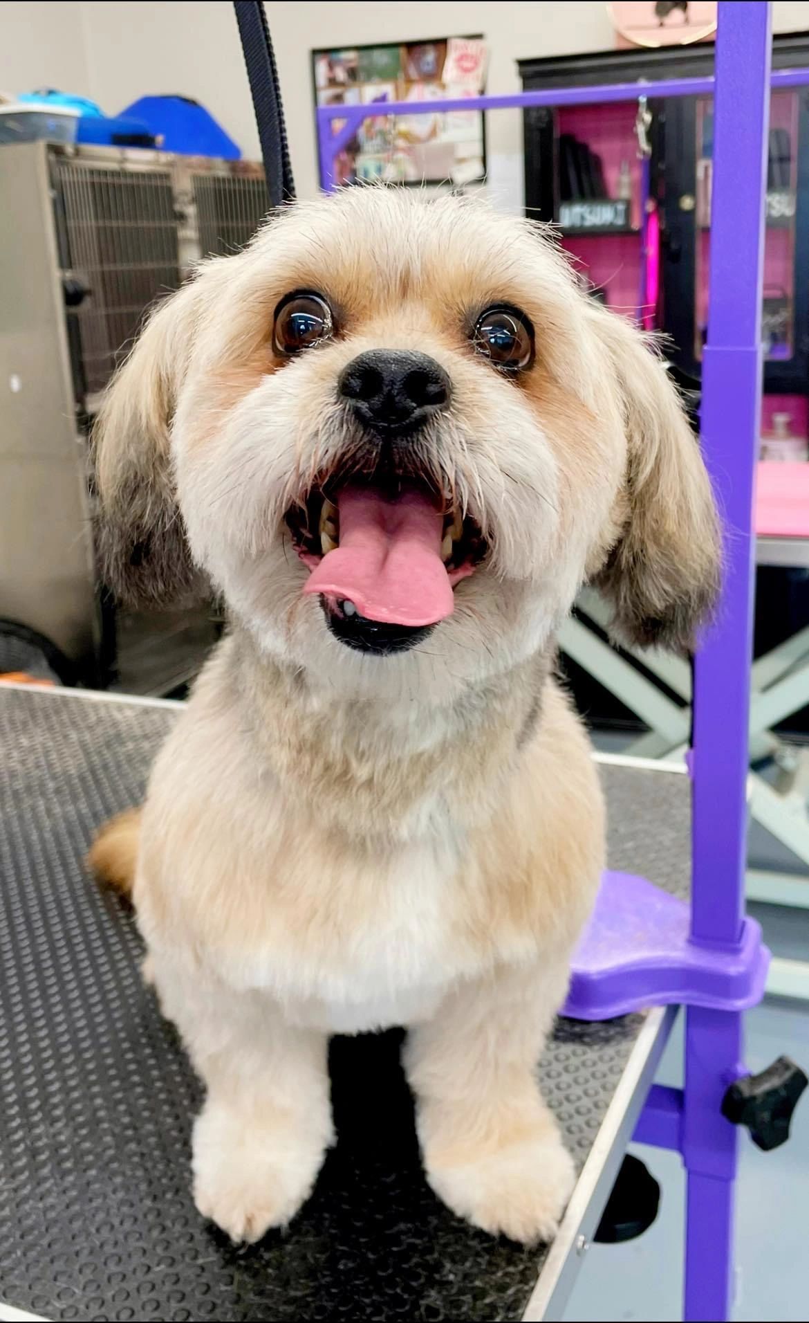 Annie s Grooming Oregon City Dog Grooming Cat Groomer