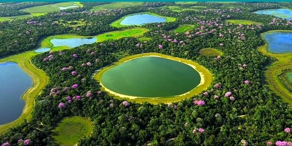 The Pantanal, Brszil