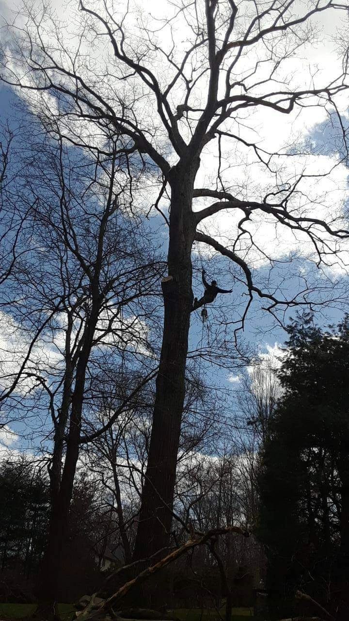 Quality Tree Care LLC