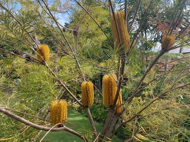 Hairpin Banksia