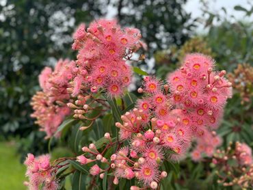 Pink Flowering Gum