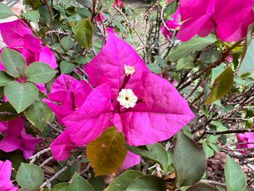 Bougainvillea Temple Fire