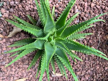 Aloe - Bush Baby Yellow