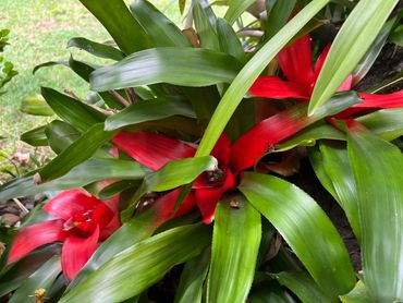 Bromeliad