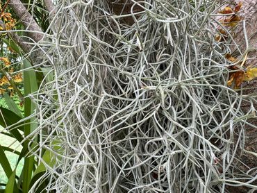 Old Man's Beard (Spanish moss) airplant
