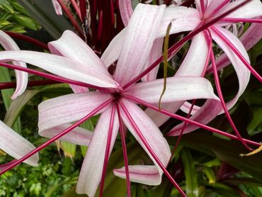 Crinum asiaticum