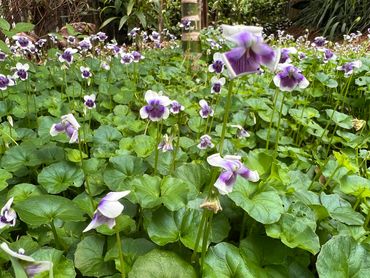Native Violet