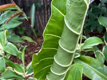 Sarian - Elephant Ear