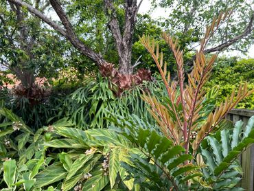 Cupaniopsis newmanii